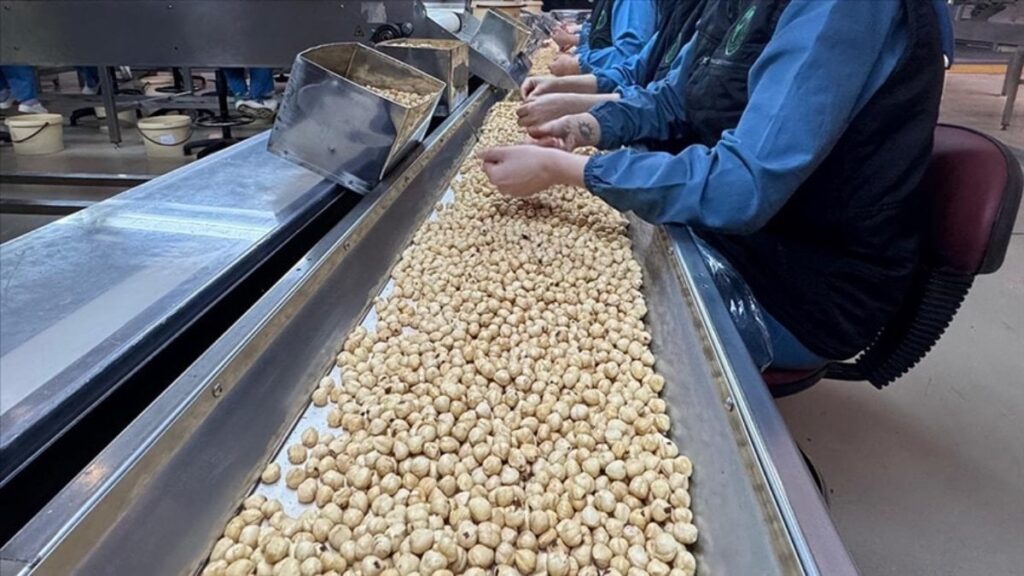 Türkiye’nin 2025 fındık ihracatında Almanya başı çekti