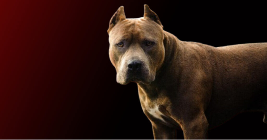 Savcıya köpekli saldırı! Şüpheli, “saldır, ısır” talimatı verdi