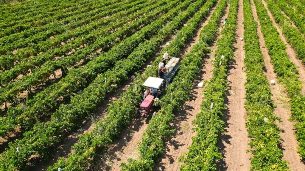 Yeni çiftçilere 17,4 milyar lira tarımsal destekleme ödemesi bugün