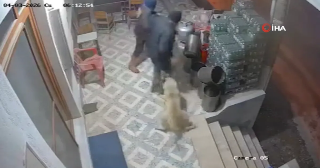 Manisa’da korkunç olay: Köpekler parmağını kopardı!
