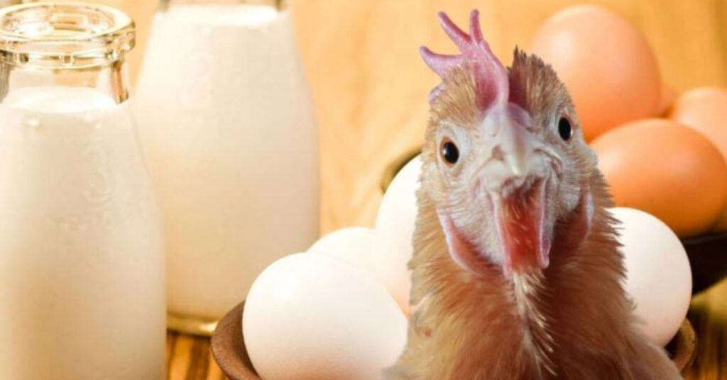 Aylık yumurta, tavuk eti ve süt üretimi azaldı
