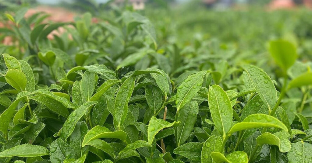 Yaş çay alım fiyatı açıklandı