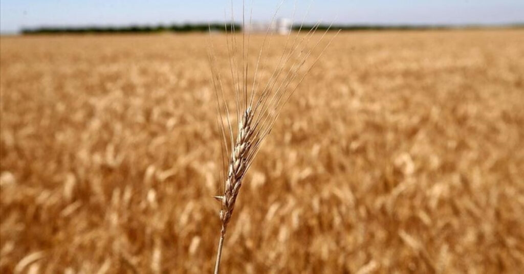 Rusya 60 milyon ton tahıl ihracatı hedefliyor