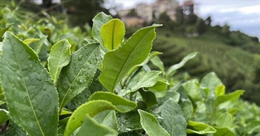 Yaş çayda kontenjan uygulaması
