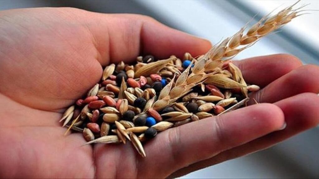 Yerli tohumda yeni dönem: 17 türde 39 yeni çeşit tescil edildi