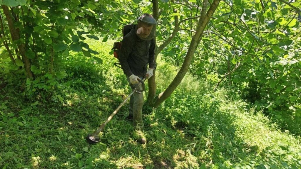 Ordu’da fındık bahçeleri hasada hazırlanıyor